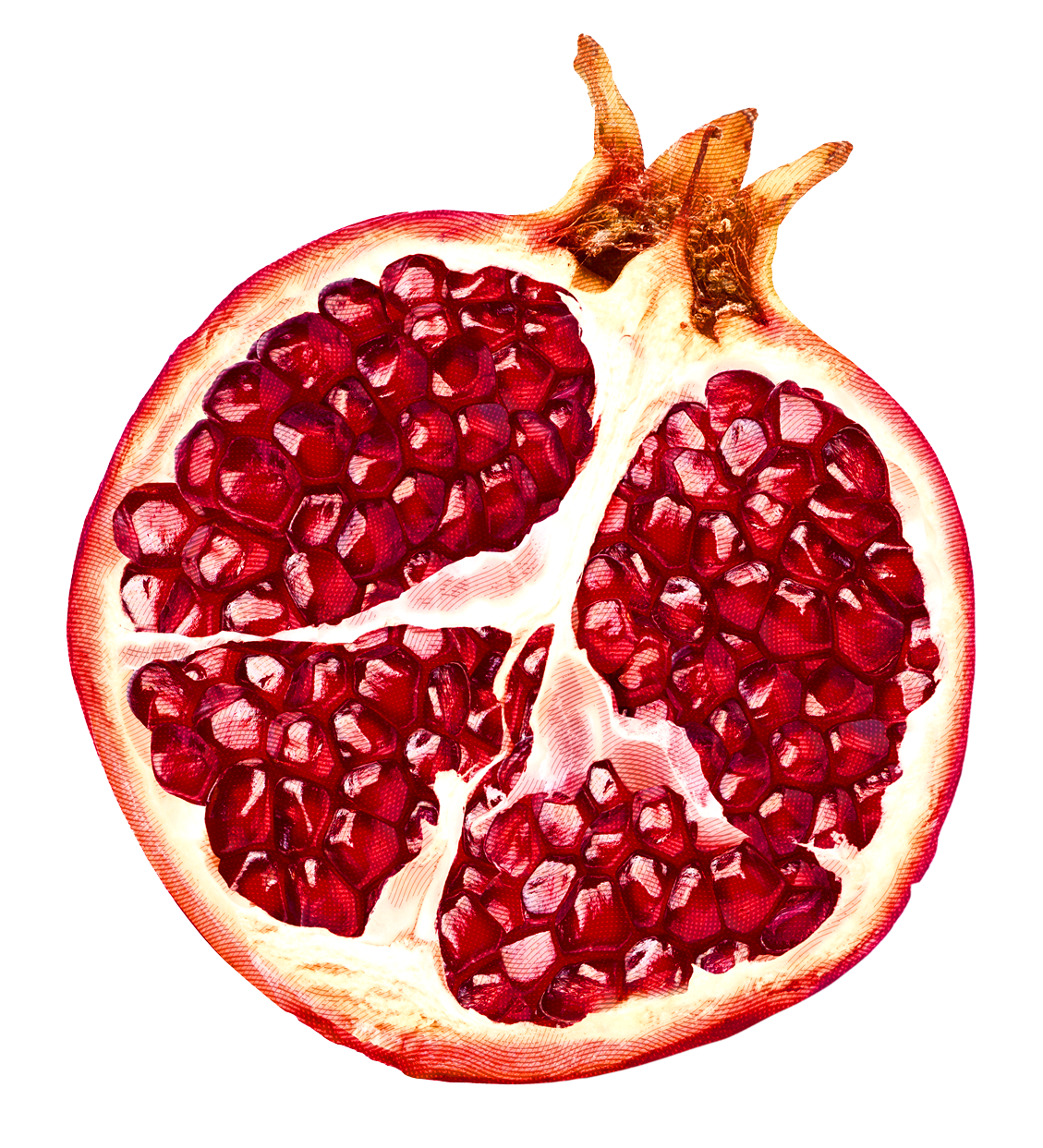 FOCA MADRE - Ruby Blaza